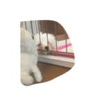いぬのまる（個別スタンプ：6）