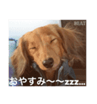 BEAT KENNEL DOG（個別スタンプ：17）