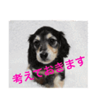 BEAT KENNEL DOG（個別スタンプ：20）