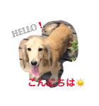 ビートケンネルの仲間達の日常（個別スタンプ：6）