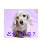 ビートケンネルの仲間達の日常（個別スタンプ：7）