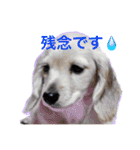 ビートケンネルの仲間達の日常（個別スタンプ：8）