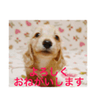 ビートケンネルの仲間達の日常（個別スタンプ：9）