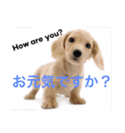 ビートケンネルの仲間達の日常（個別スタンプ：10）