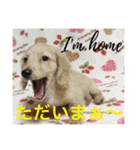 ビートケンネルの仲間達の日常（個別スタンプ：11）