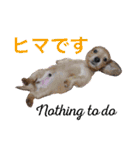 ビートケンネルの仲間達の日常（個別スタンプ：12）