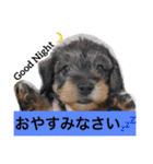 ビートケンネルの仲間達の日常（個別スタンプ：13）