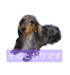 ビートケンネルの仲間達の日常（個別スタンプ：17）