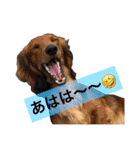 ビートケンネルの仲間達の日常（個別スタンプ：21）