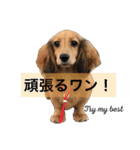 ビートケンネルの仲間達の日常（個別スタンプ：24）