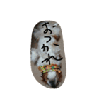 キャバリアひめ（個別スタンプ：3）