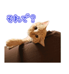 すりーにゃんず（個別スタンプ：12）