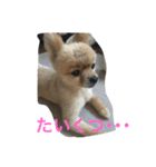 ポメラニアンのパウと猫のりんちゃん（個別スタンプ：1）