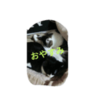 majoneko（個別スタンプ：6）