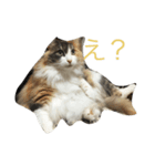 ねこの写真スタンプ（個別スタンプ：2）