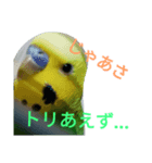 toriri-zu（個別スタンプ：7）