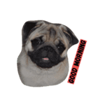 HUGPUG（個別スタンプ：1）