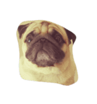 HUGPUG（個別スタンプ：7）