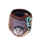 hamusuta-no,himachan（個別スタンプ：6）