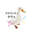 おもしろかわいいあにまるず（個別スタンプ：1）