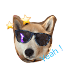 柴犬はるるちゃん（個別スタンプ：1）