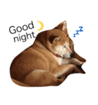 柴犬はるるちゃん（個別スタンプ：2）