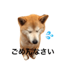 柴犬はるるちゃん（個別スタンプ：3）
