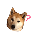 柴犬はるるちゃん（個別スタンプ：4）