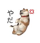 柴犬はるるちゃん（個別スタンプ：5）