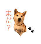 柴犬はるるちゃん（個別スタンプ：7）