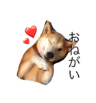 柴犬はるるちゃん（個別スタンプ：8）