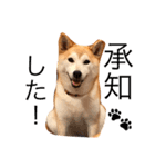 柴犬はるるちゃん（個別スタンプ：9）