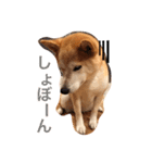 柴犬はるるちゃん（個別スタンプ：10）
