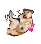 柴犬はるるちゃん（個別スタンプ：11）
