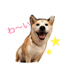 柴犬はるるちゃん（個別スタンプ：12）