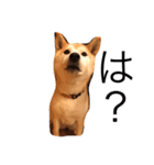 柴犬はるるちゃん（個別スタンプ：13）