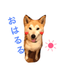 柴犬はるるちゃん（個別スタンプ：14）