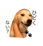 柴犬はるるちゃん（個別スタンプ：15）