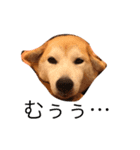 柴犬はるるちゃん（個別スタンプ：16）