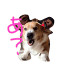 コーギーコータ おしゃべり（個別スタンプ：6）