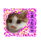 にゃおちん  4（個別スタンプ：8）
