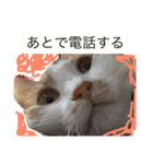 にゃおちん  4（個別スタンプ：15）