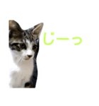 ネコのしゃまる（個別スタンプ：6）
