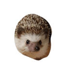 ハリネズミのハッピー（個別スタンプ：1）