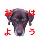 全部同じ顔 犬猫（個別スタンプ：1）