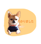 ジュニルニ（個別スタンプ：10）