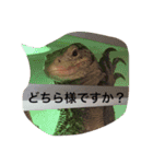 オオトカゲ（個別スタンプ：11）