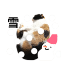 ねこ の おこめつぶ（個別スタンプ：7）