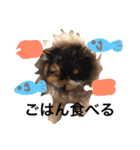 ねこ の おこめつぶ（個別スタンプ：13）