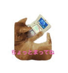 ネコのソマリのフォーンのファーン（個別スタンプ：1）